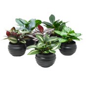 Wholesale - 3pk Mini Plant Indoor Potted Plastic C/P 144, UPC: 763713270015